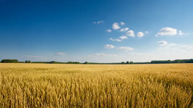 Рідкі азотно-сірчані добрива